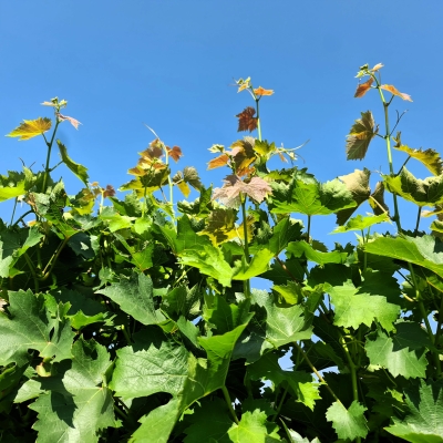 Cabertin 20250812 120459
